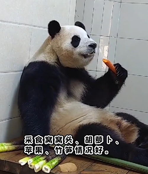 #福宝有多爱吃家乡饭# 那个留子回家不是大吃特吃，可爱死咧我的福宝，吃的香香的 