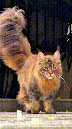 乖乖嘞！这缅因猫气场也太足了，妥妥猫界大老虎。
一身蓬松长毛，尾巴翘得老高，又粗