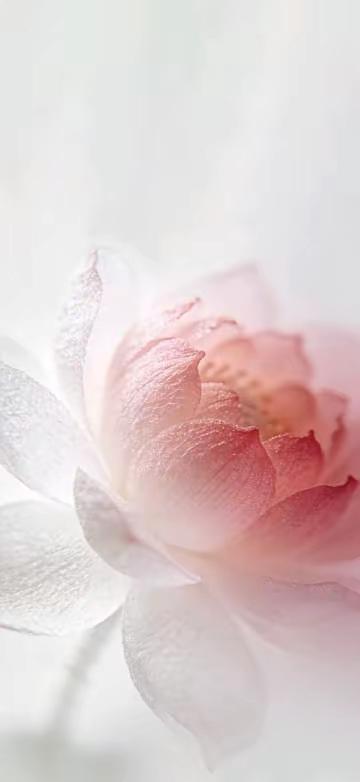 手机壁纸～星光落紫球，晨露吻粉荷，温柔与热烈，皆是生活的模样