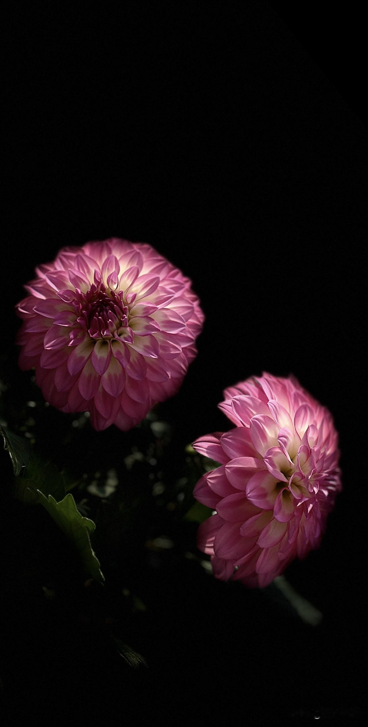 分享一张你相册里的花草照片
