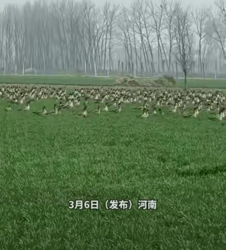 近日，河南一男子查看麦田，看到麦田里一群大雁，飞走后竟留下密密麻麻的很多大雁蛋，