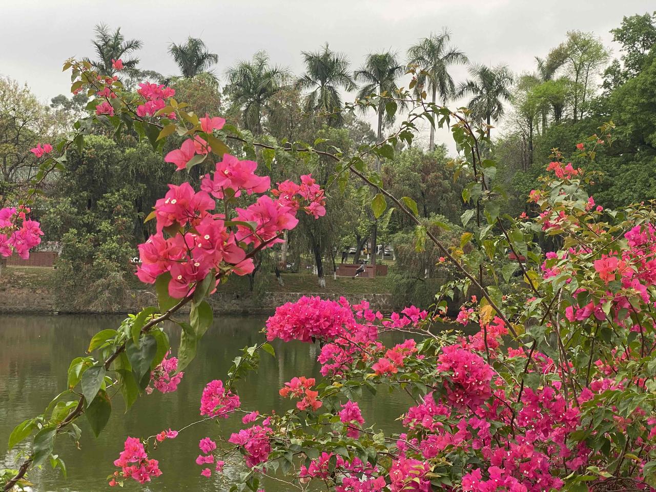 镜头下的花，送给最美的你