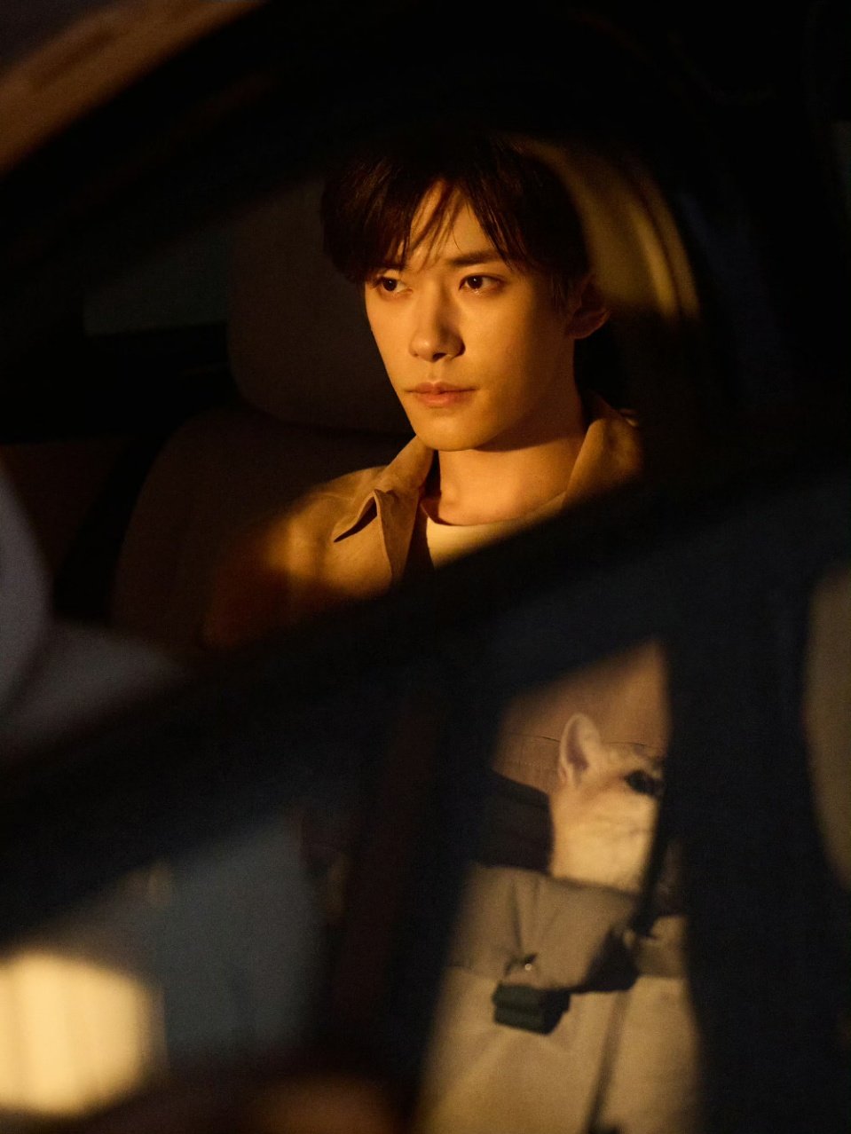 易烊千玺光影氛围感猫猫大片易烊千玺和小猫合照 易烊千玺抱小猫好温柔~ ​​​