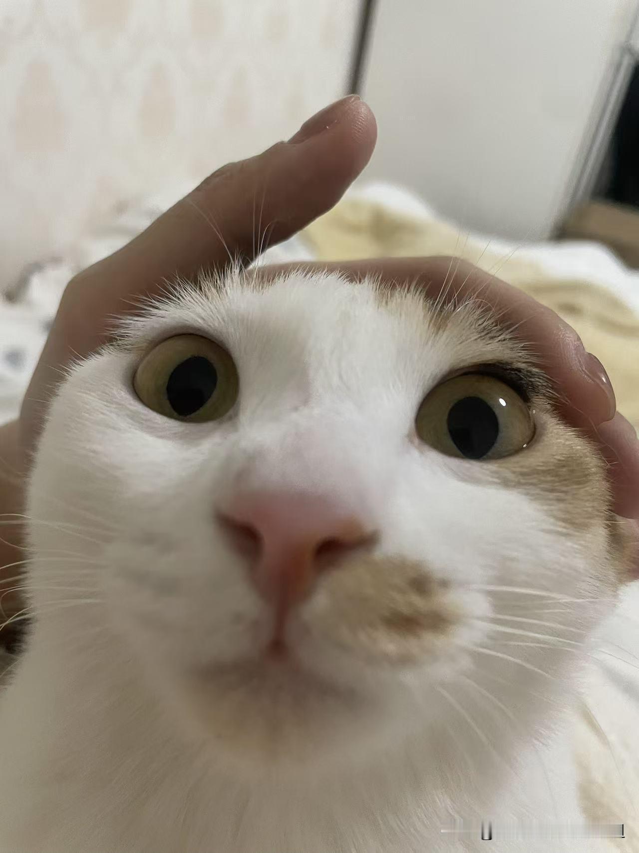 开门纳福，丙午大吉！
左手招福，右手纳财，福气财气，统统入怀！
愿山河远阔，烟火