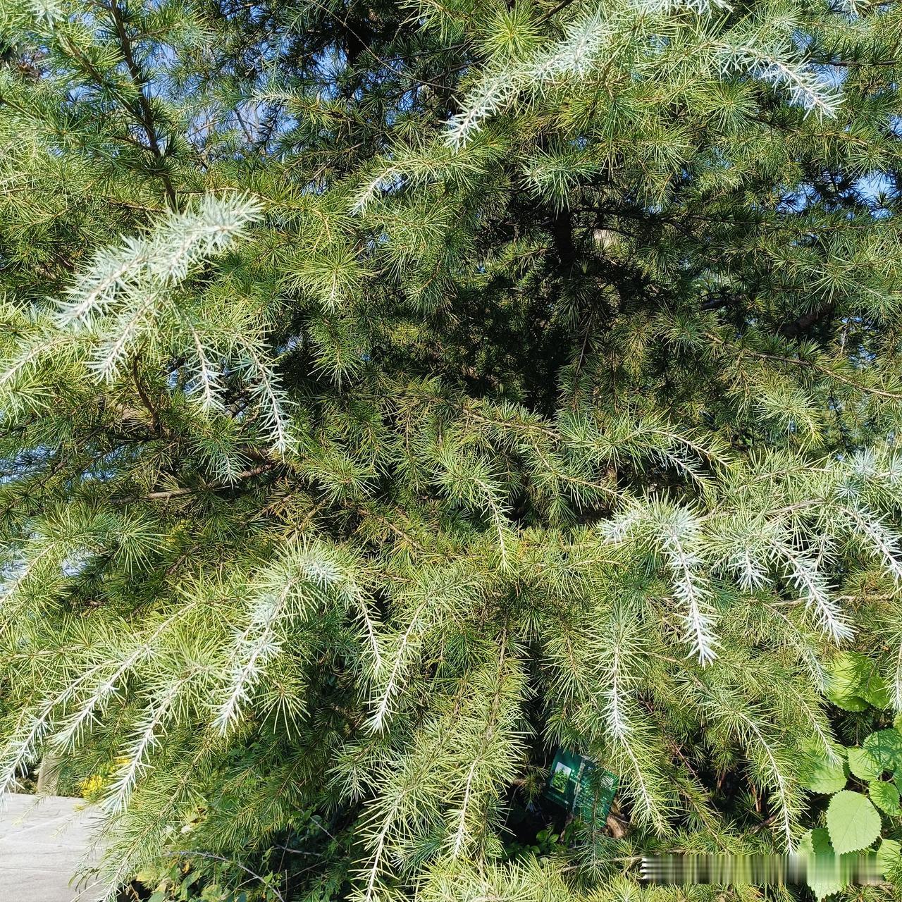 只要努力，就会一点点变好。

前几天由于上班比较忙，所以很少来头条，也没有更新，