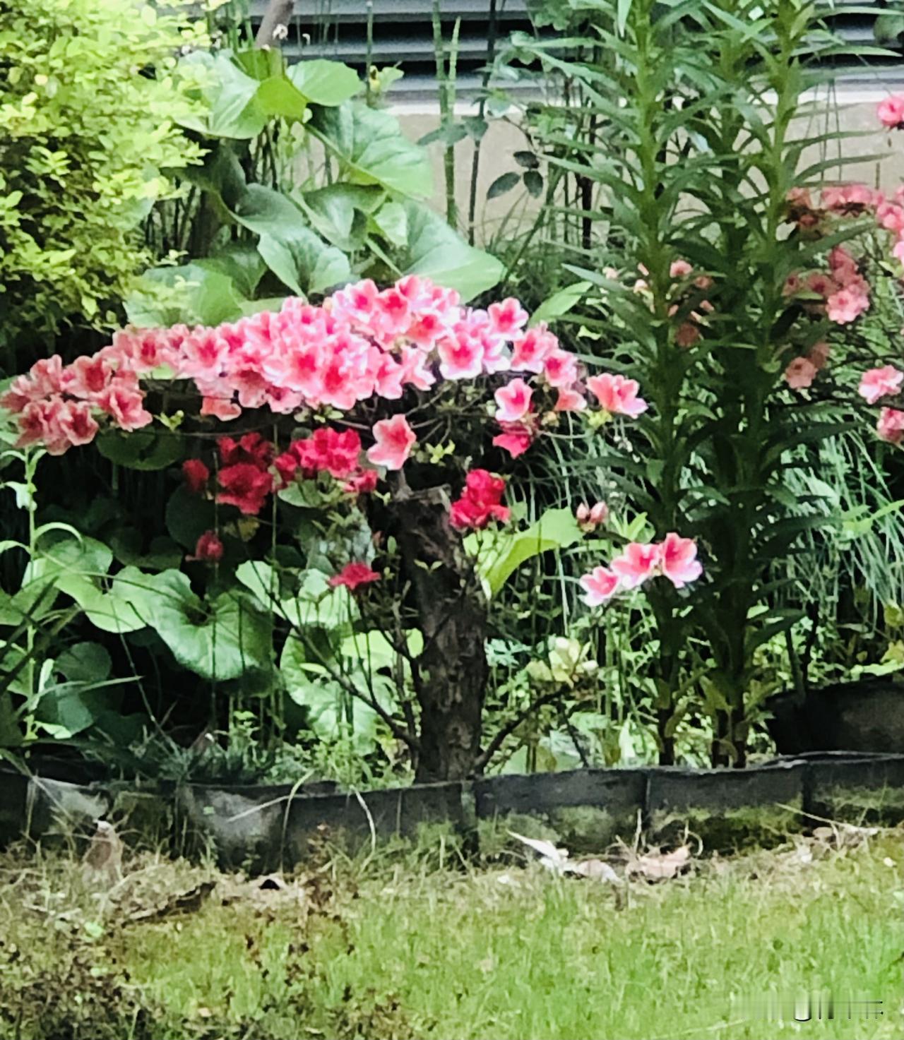 今年春天最想实现的心愿今年春天想完成几个小小心愿，坚持早睡早起，多出门锻炼，把状