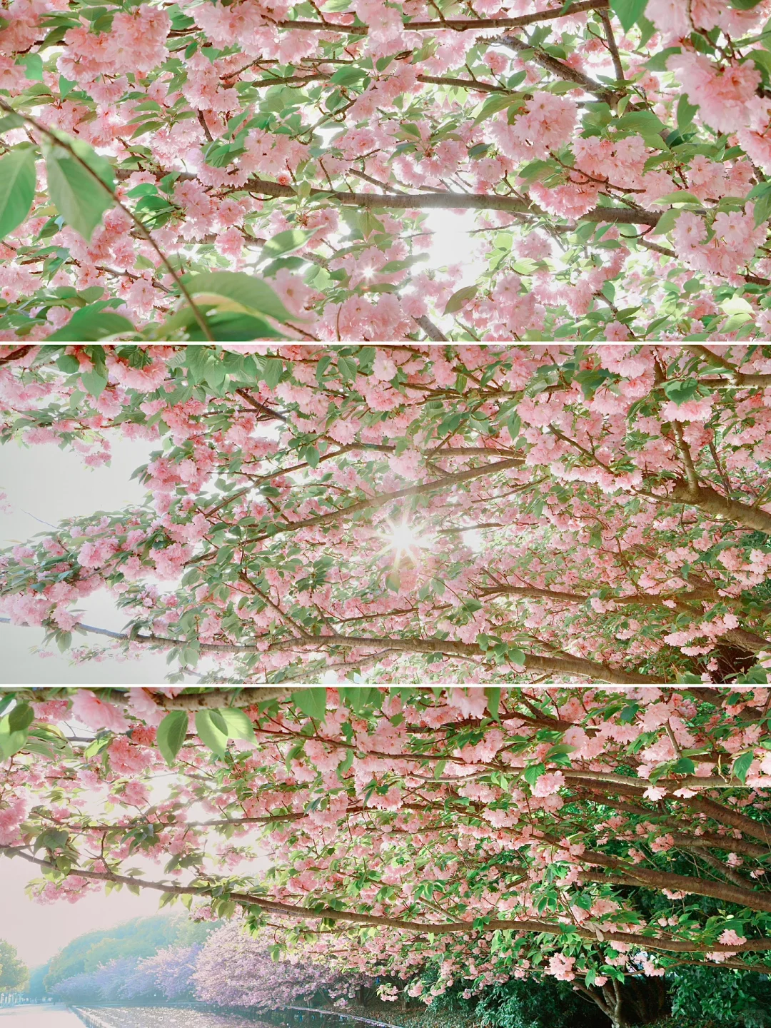 我的老天奶‼️苏州这个地铁站的晚樱🌸绝了‼️