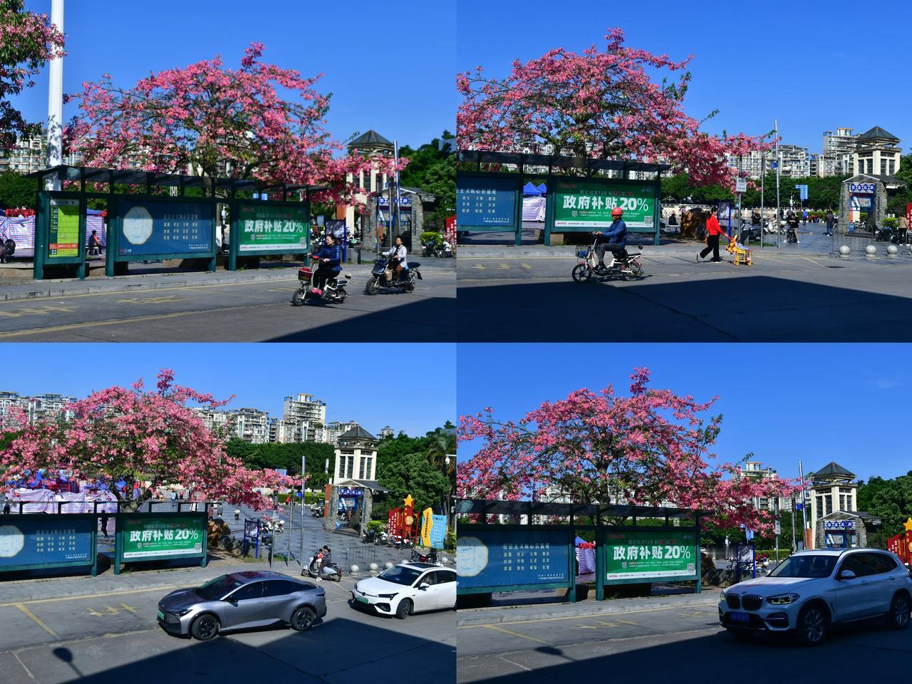 春日花繁映碧空，繁花似锦映人间。花枝招展景色美 美景鲜花开 勒杜鹃花开盛放 俺与