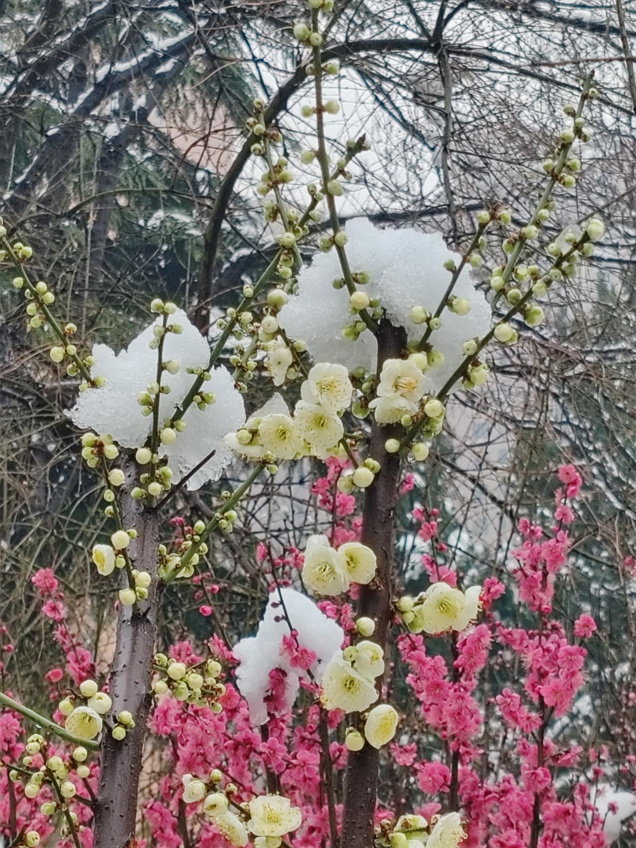冬雪腊梅白。                                  