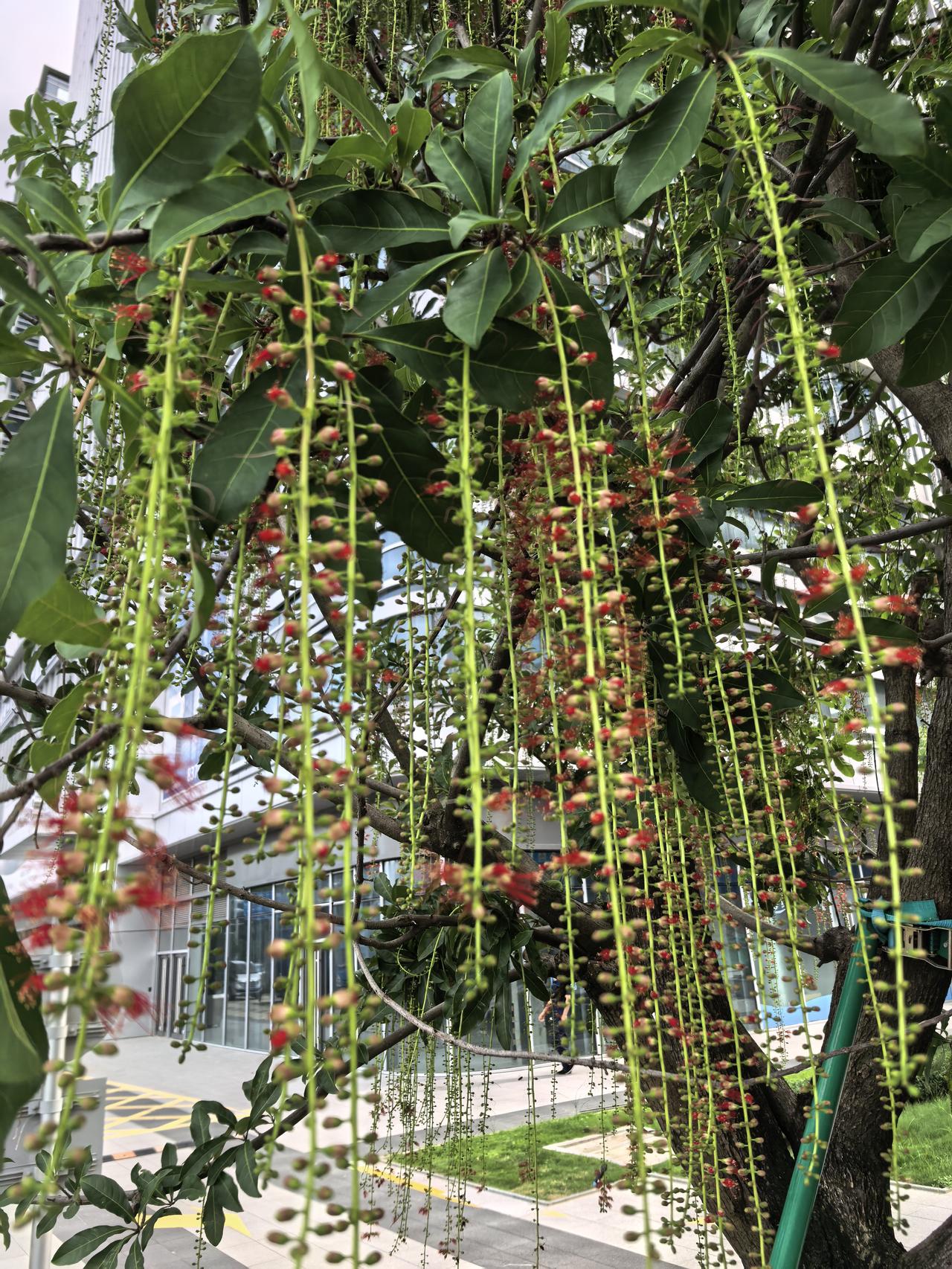 分享你手机中的花花草草这花像卷帘一样，从树上吊下来，很美丽。