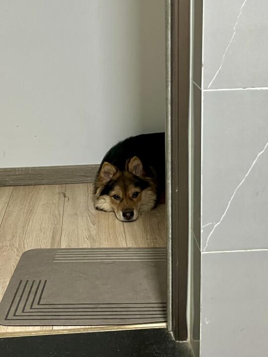 狗儿这个担心