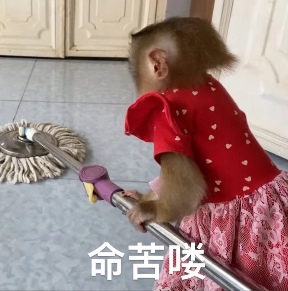 宁是怎么喽[兔子] ​​​