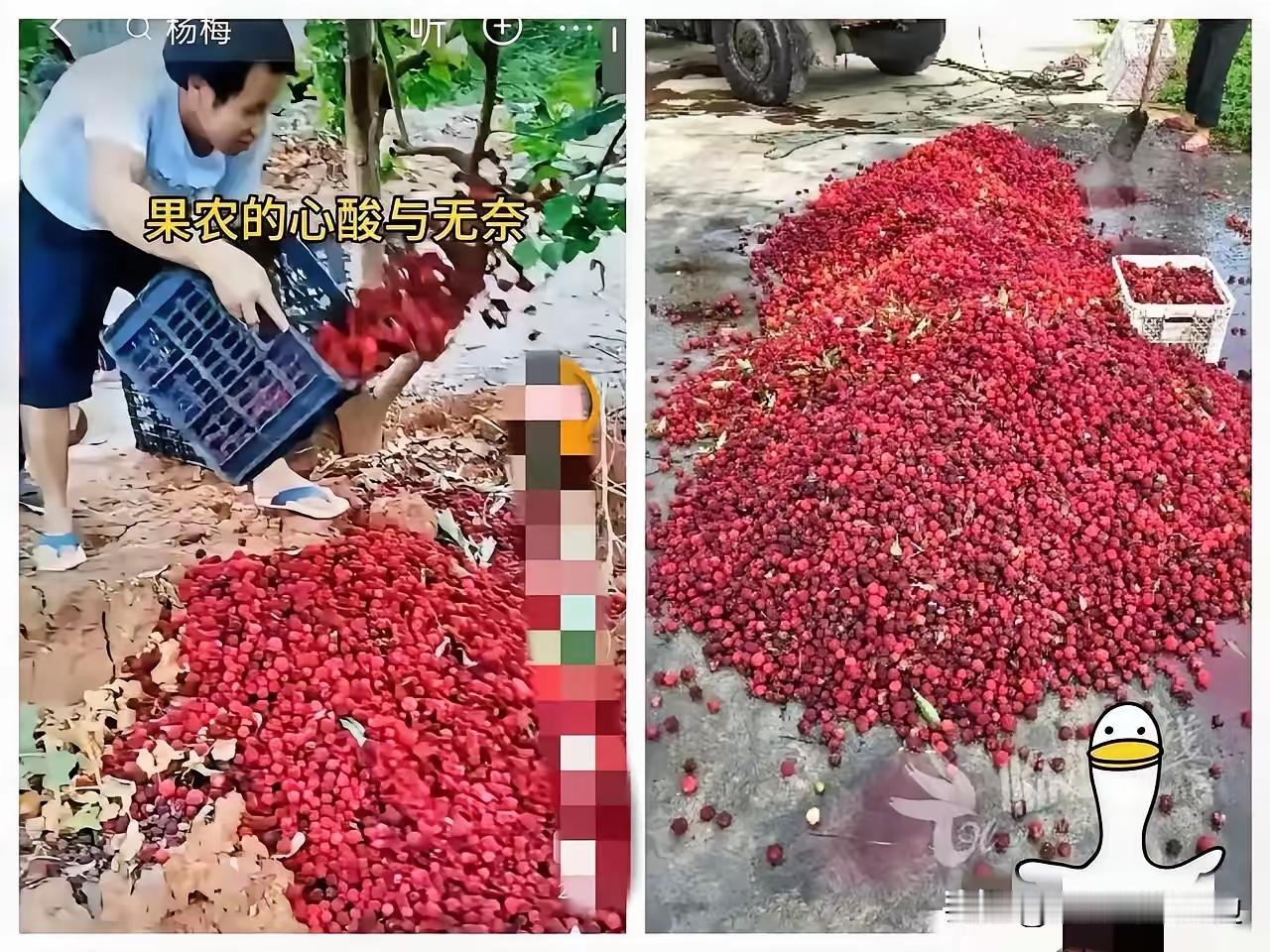 福建漳州杨梅泡药事件太坑人了！漳州杨梅本以清甜多汁闻名，是果农重要收入来源。可部