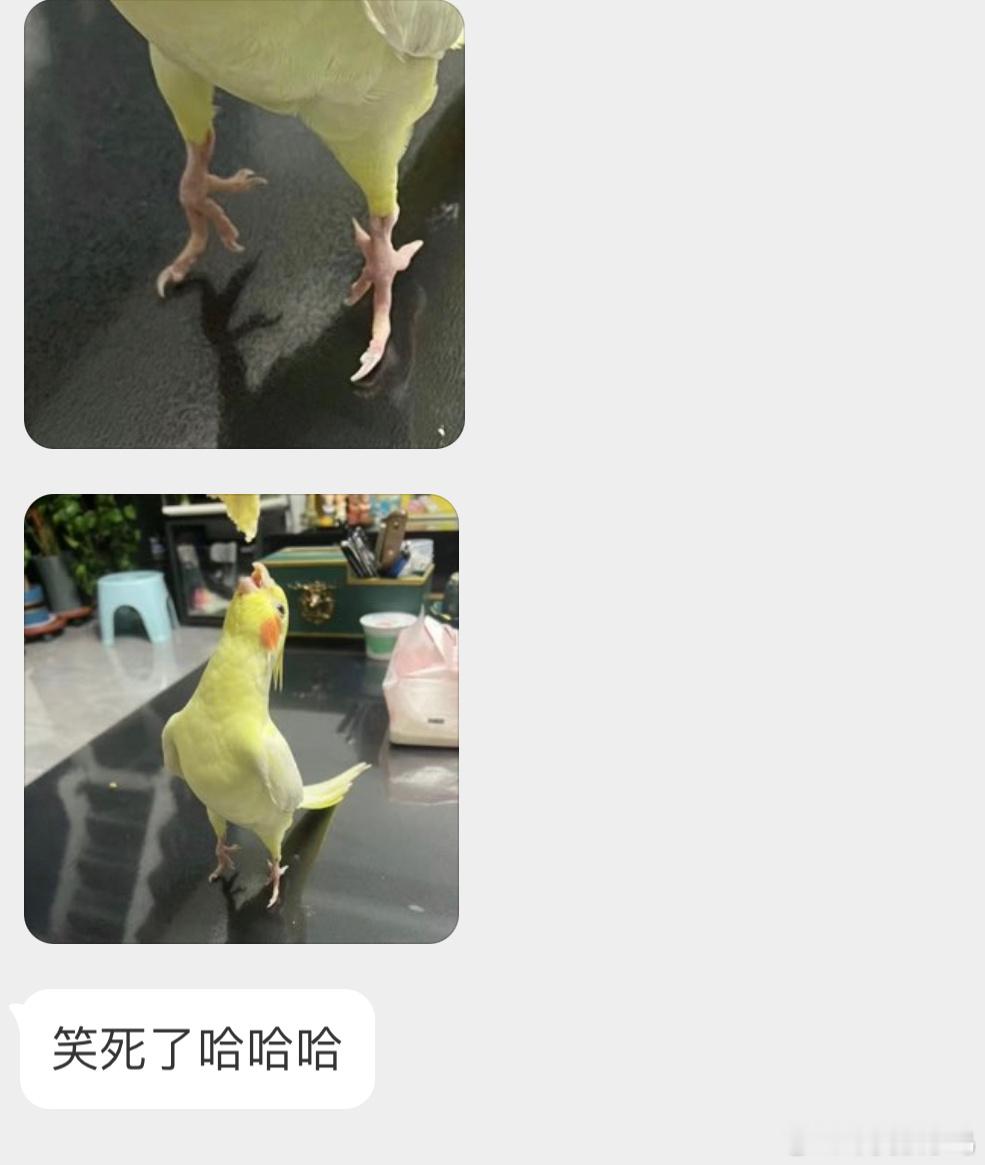 努力干饭的腮红鸡哈哈哈哈一指禅🙊 ​​​