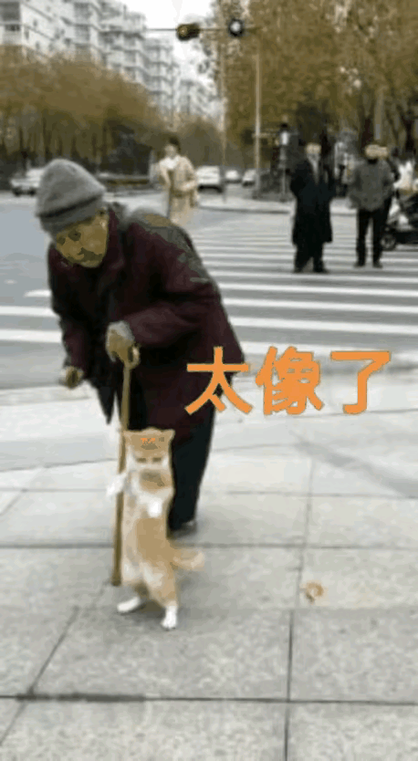 猫学人态，惟妙惟肖。
一位老态龙钟、弯腰驼背的老妇人外出散步，她养的宠物猫跟在她