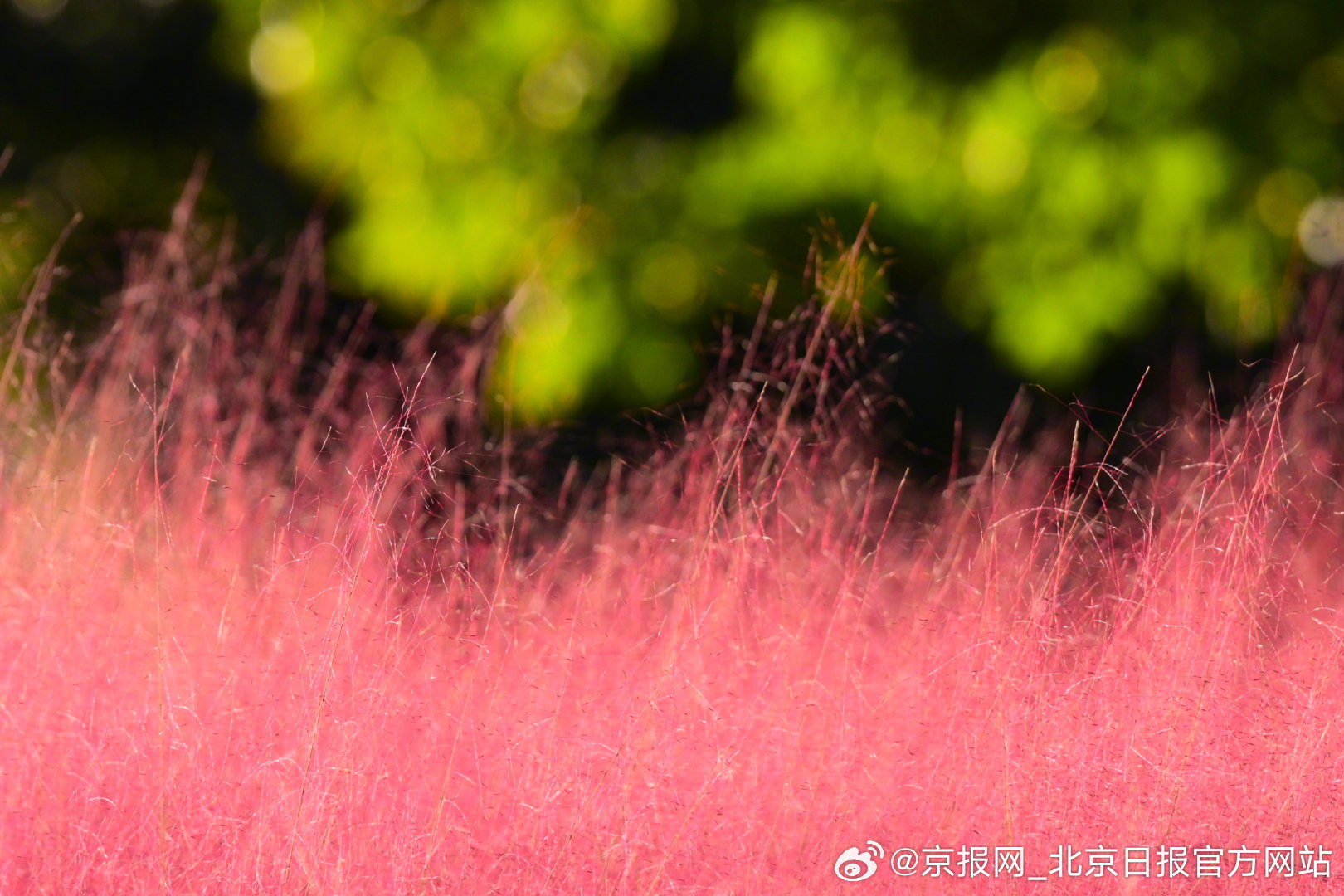 【#北京金秋里藏着粉色海洋#】#还没拍到粉黛花海的要抓紧了# 金秋10月，北京昌