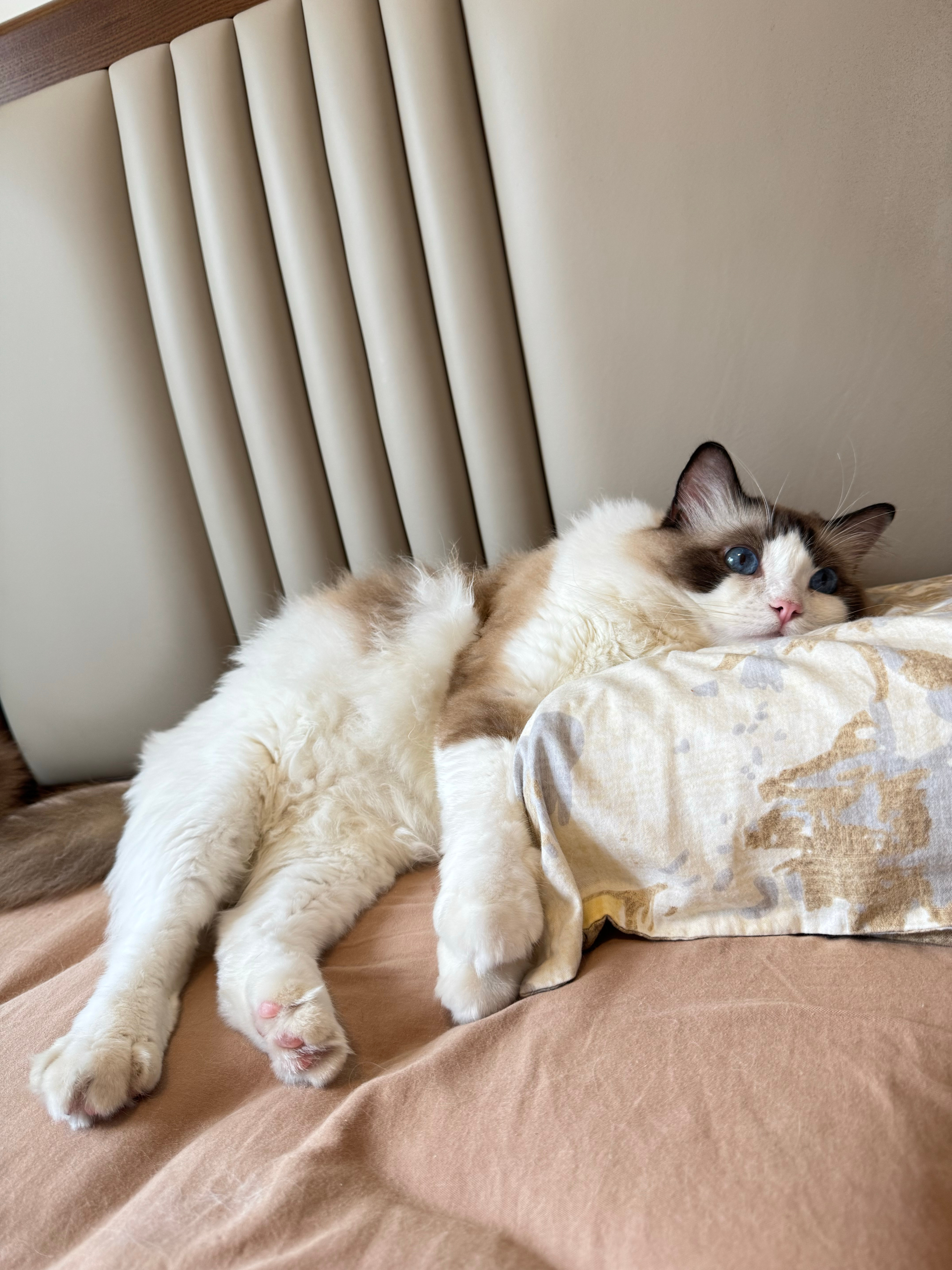 尊重小猫自己的小爱好爱睡枕头爱蹭肚子