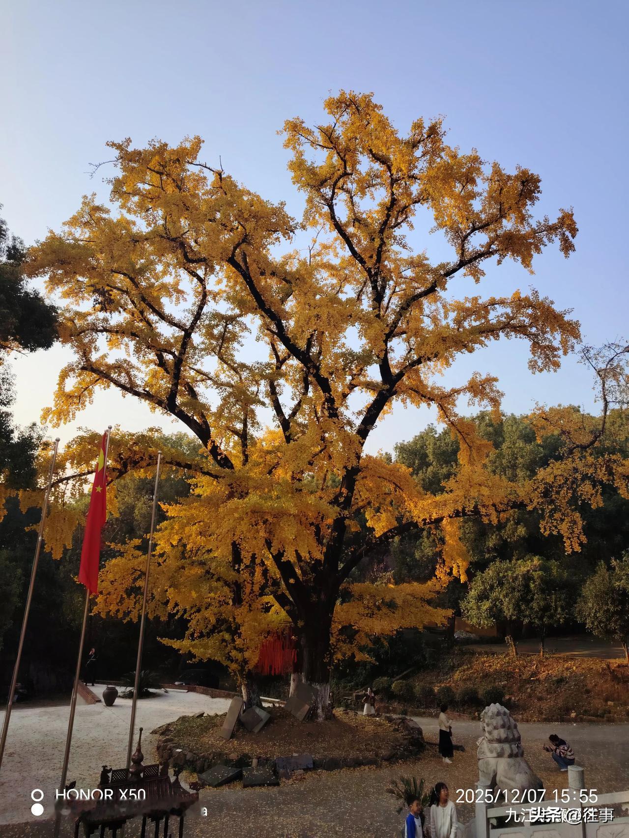 奋进江城共筑新篇赏银杏树叶“奋进江城共筑新篇”