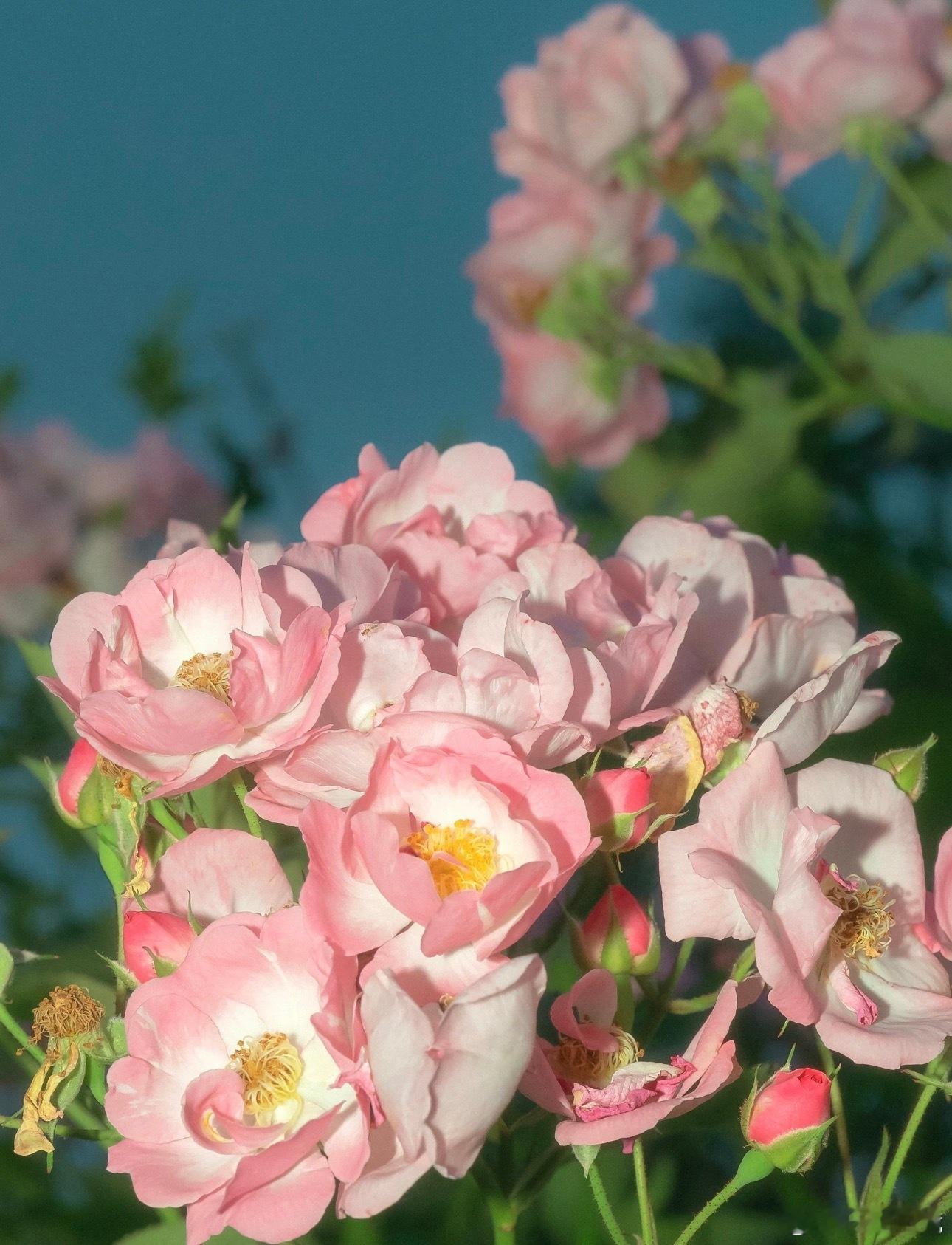 玩加早安 最后一天休假，大家最想做什么呢？2026lpl2026lck