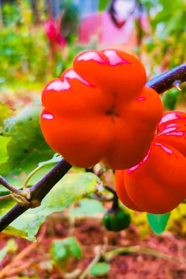 #分享你最喜欢的照片#
惊喜无处不在一起去看看能不能吃的红茄！
听朋友说她邻居家
