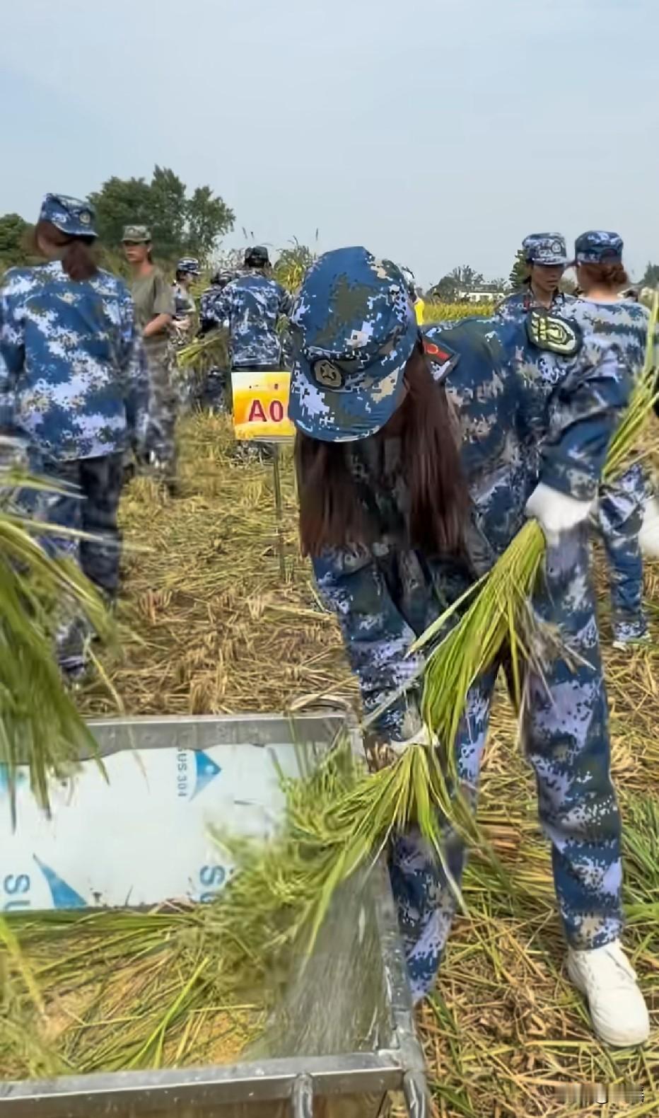 当初就是因为川大要打谷子我才去的大专