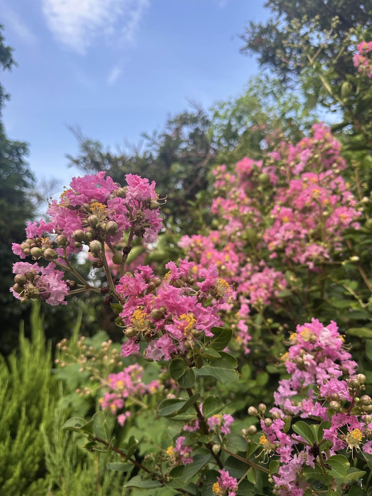 分享一张你拍的花，什么花都行