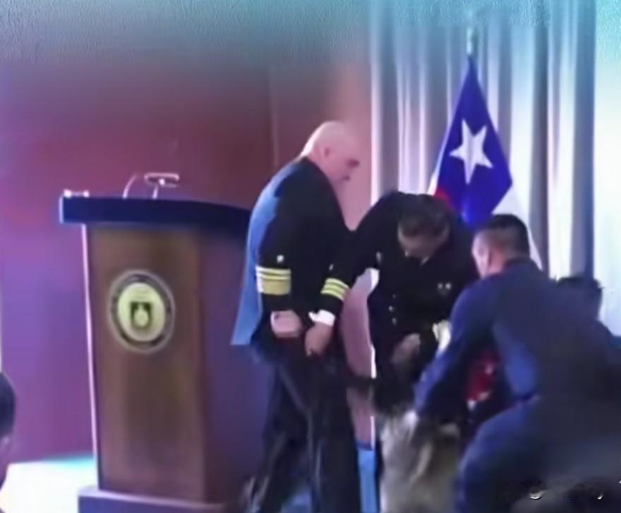 好好的毕业典礼，愣是被只马犬给“整黄”了！
智利海军和海关联合举办的缉毒犬毕业现