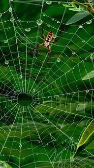 老屋墙角，一只蜘蛛正在结网。
风来，网破了。它不恼，从头再来。雨溅，又破了。它还