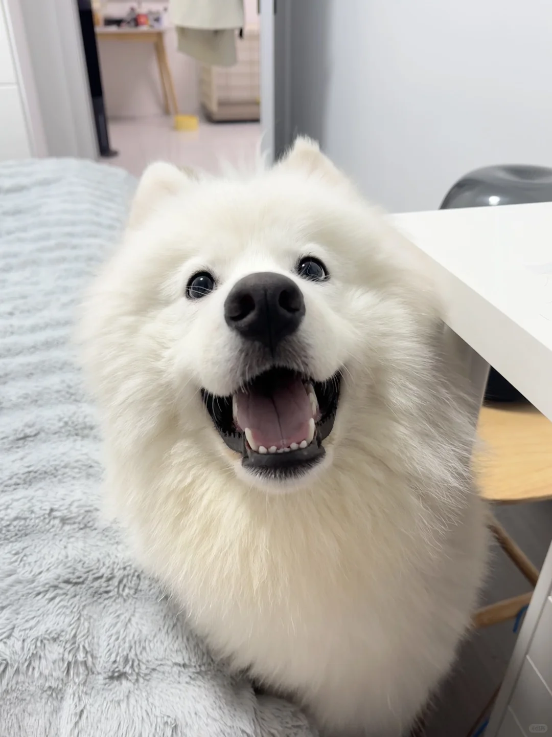 可爱小狗上线啦 🈺