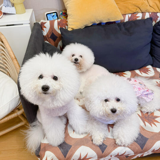 谁懂啊，养了三只狗真的太幸福了～