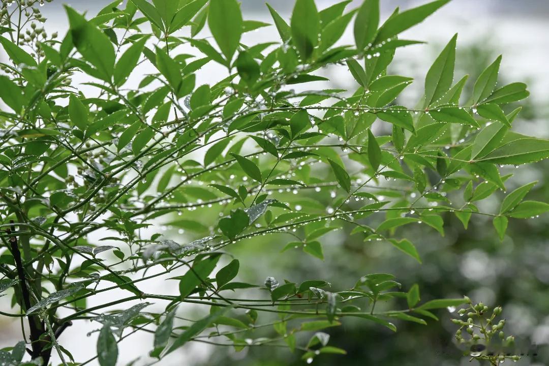 夏雨淅淅沥沥