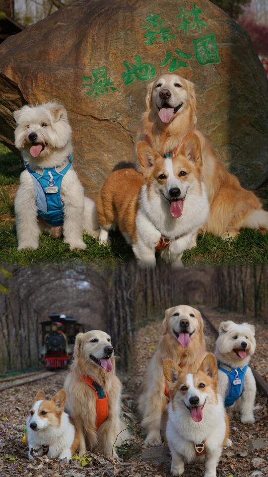 好棒！滨湖湿地公园可以带狗进啦～