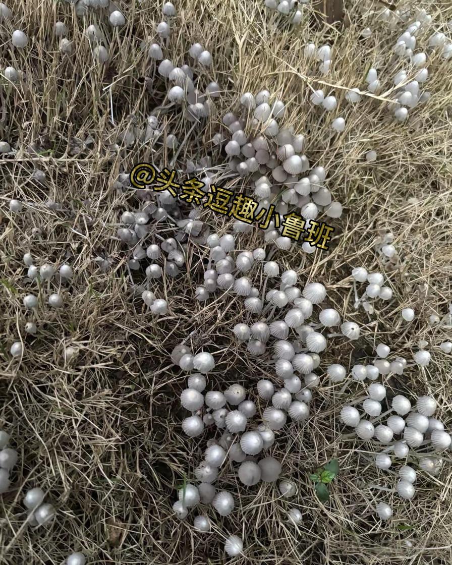 这是什么山上看到的，有人认识吗？