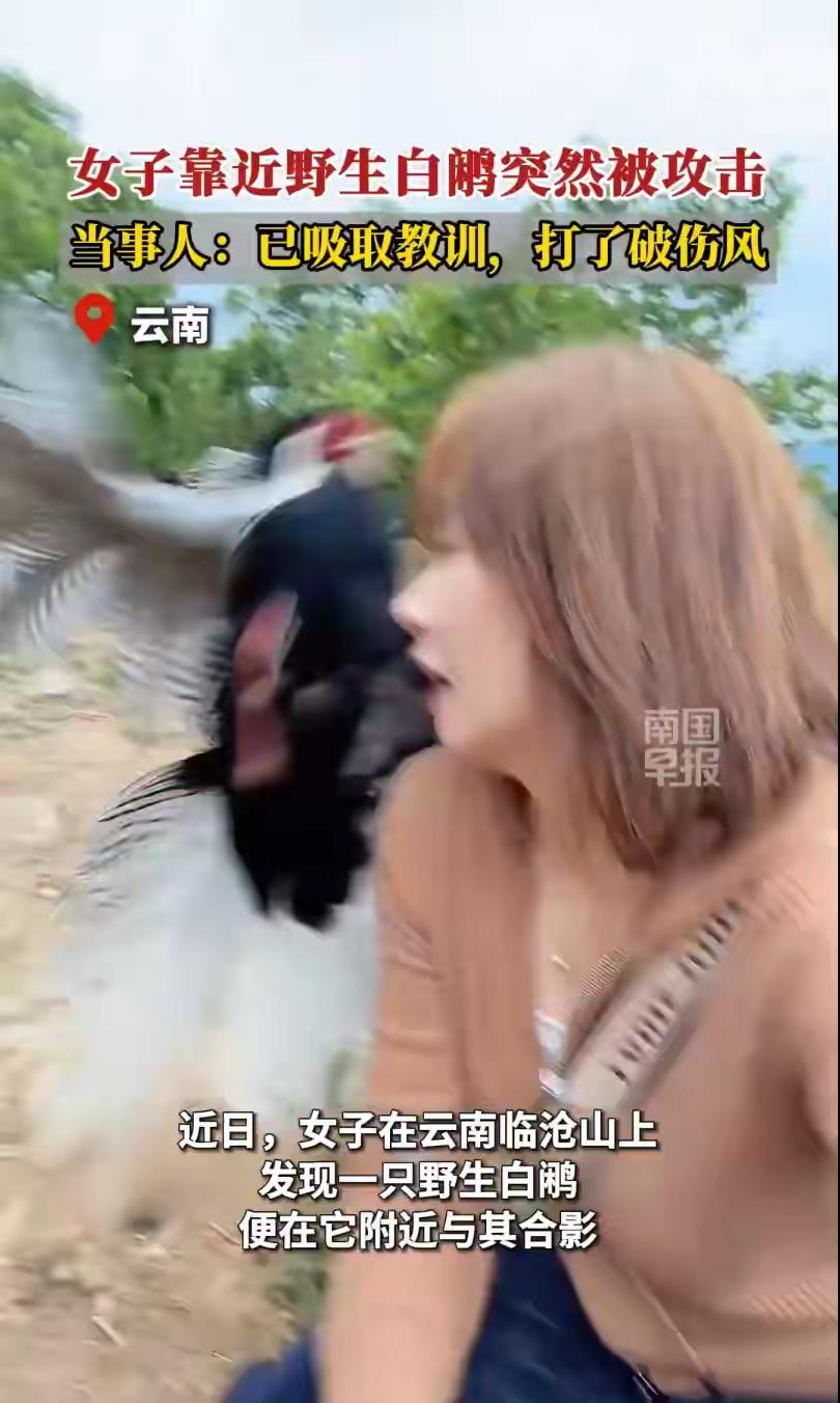 “已老实~”云南临沧，女子在山上相中野生白鹇鸟，招手呼唤来合影。结果白鹇飞来了，