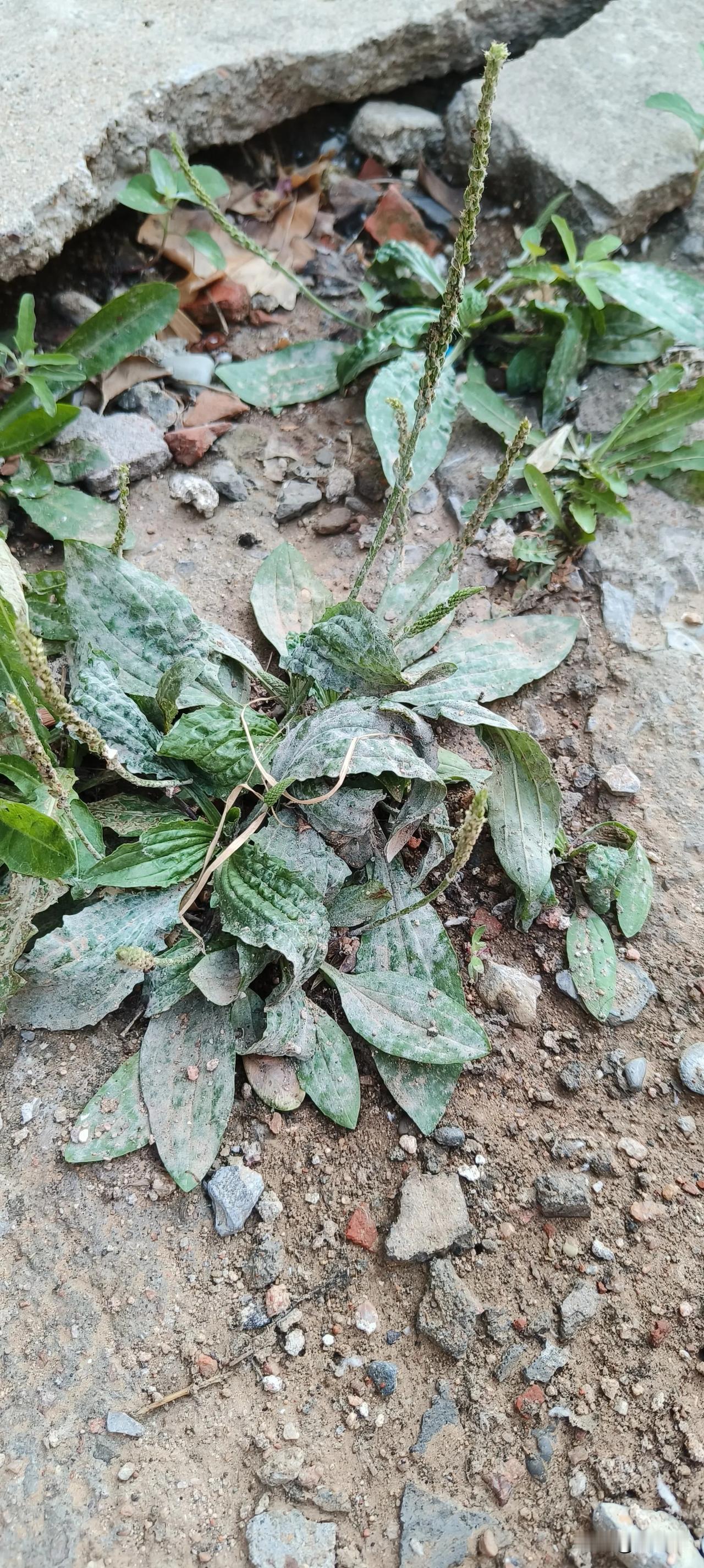 农村遍地是宝，这应该就是传说中的车前草吧。

据说这个东西具有清热利尿、化痰止咳