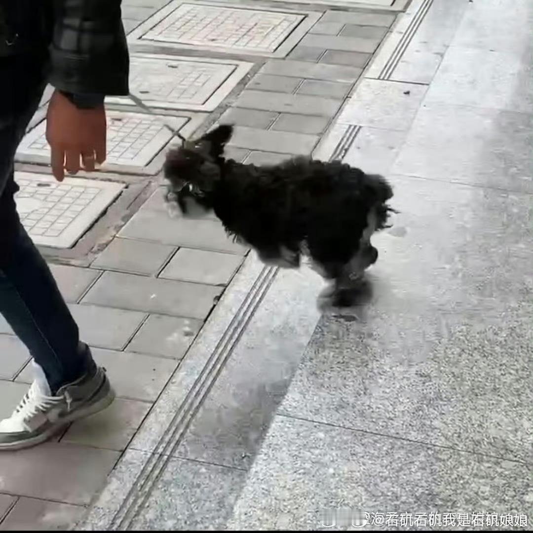 呆米你是兔子🐰吗？ ​​​