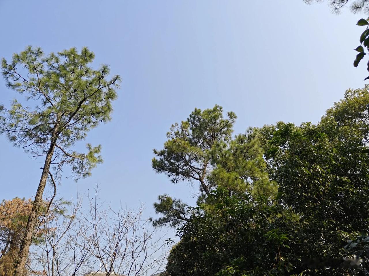 春日生活打卡季随拍树景