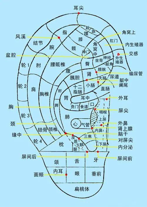把它揉软，老年斑没了，耳鸣好了，身体也就好了！[good]导读：如果耳朵摸起来很