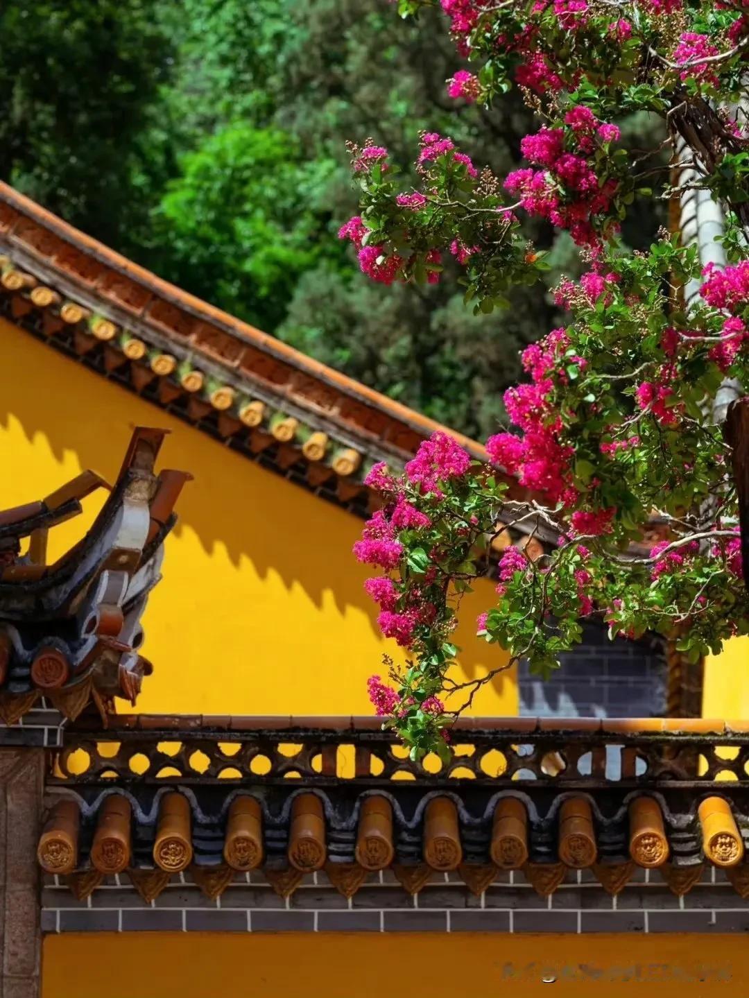 #随手拍的花分享😢💙
💙😢##随手拍的花分享# #手机随拍花朵# #随手