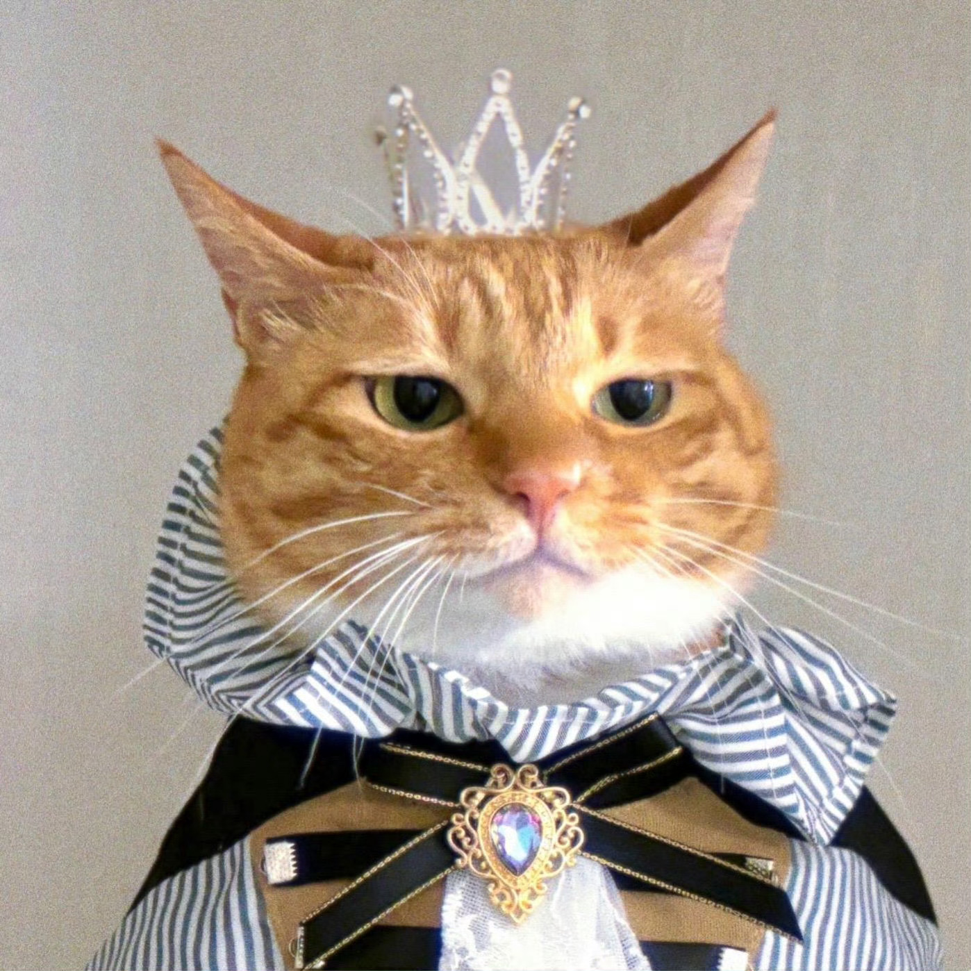 猫咪：你看看这好看吗😾 