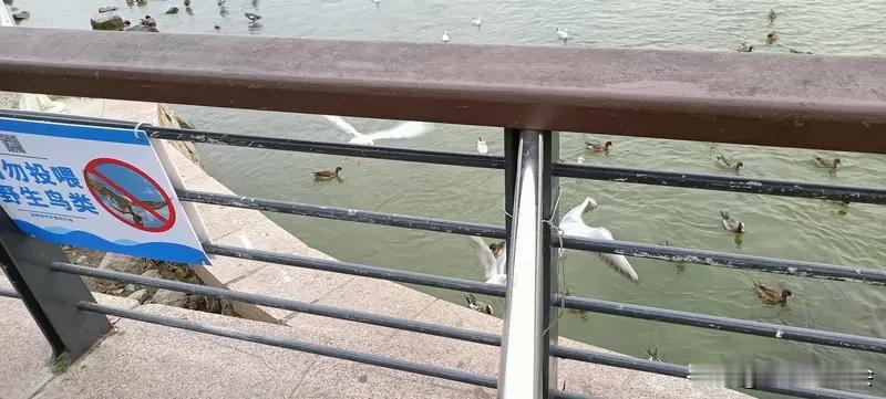 昆明的“观鸥季”到啦，红嘴鸥跨越3000公里赴约，吸引无数游客。昆明市文化市场综