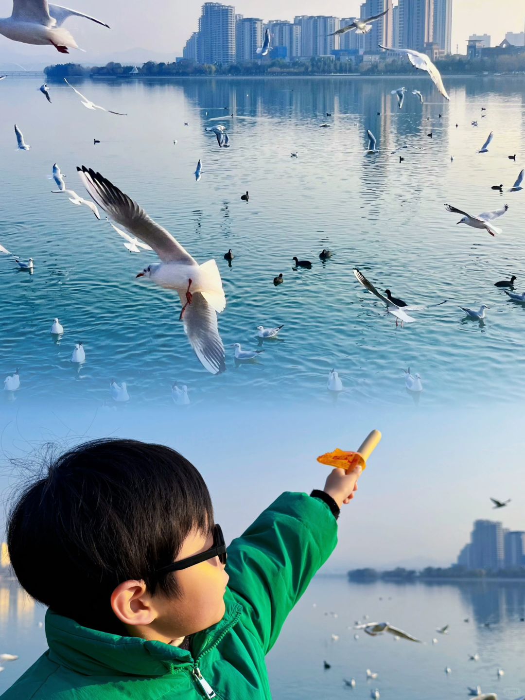 🚄西安高铁1️⃣h带娃赴一场冬日的海鸥之约‼️