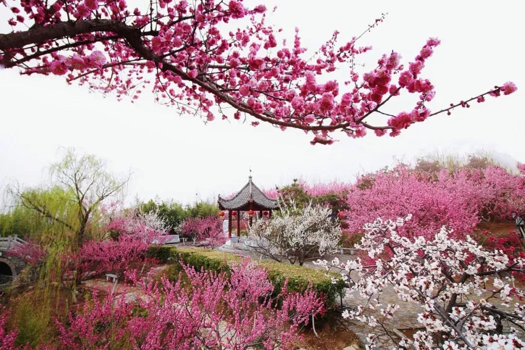 上联：雪山梅影花豪放；
下联：？？？
