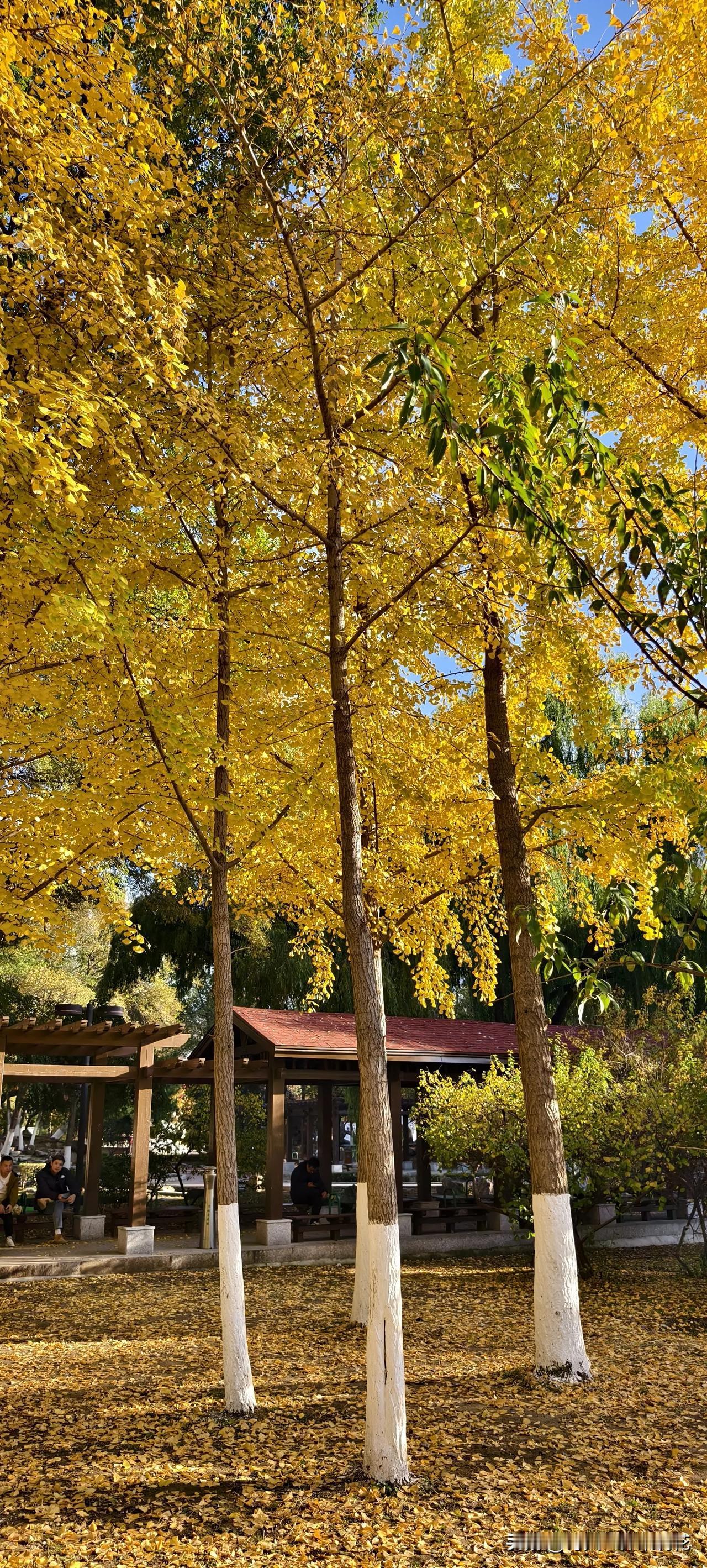 在在这个美丽深秋时节，大自然的美景深深震撼了我的心，看远处蓝天白云，植物色彩斑斓