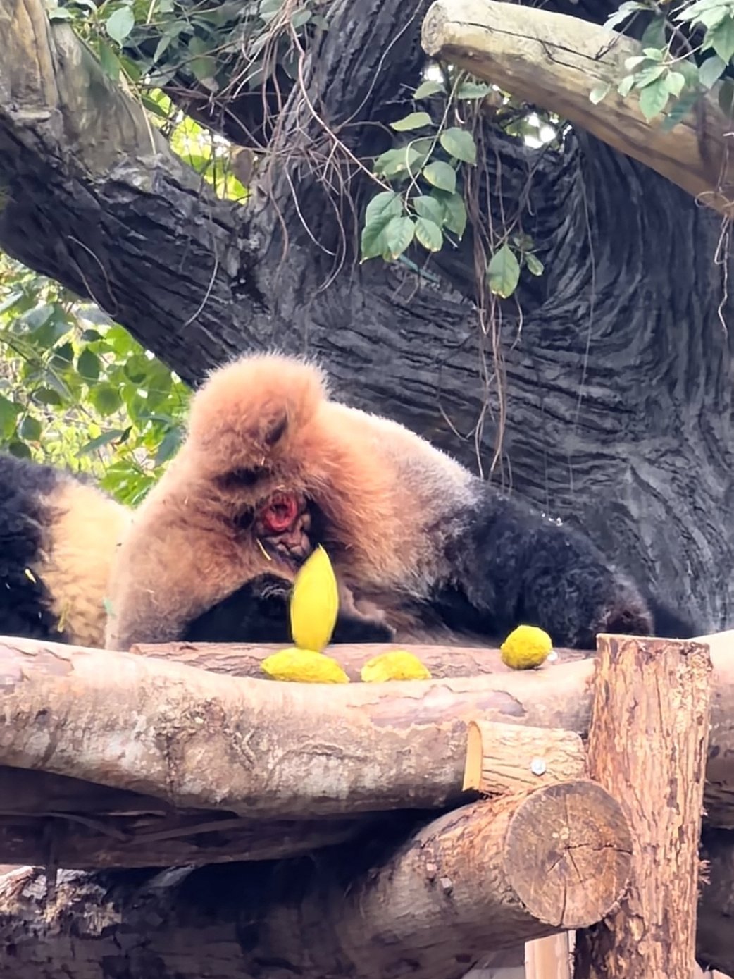 想吃熊猫味榴莲吗？ 