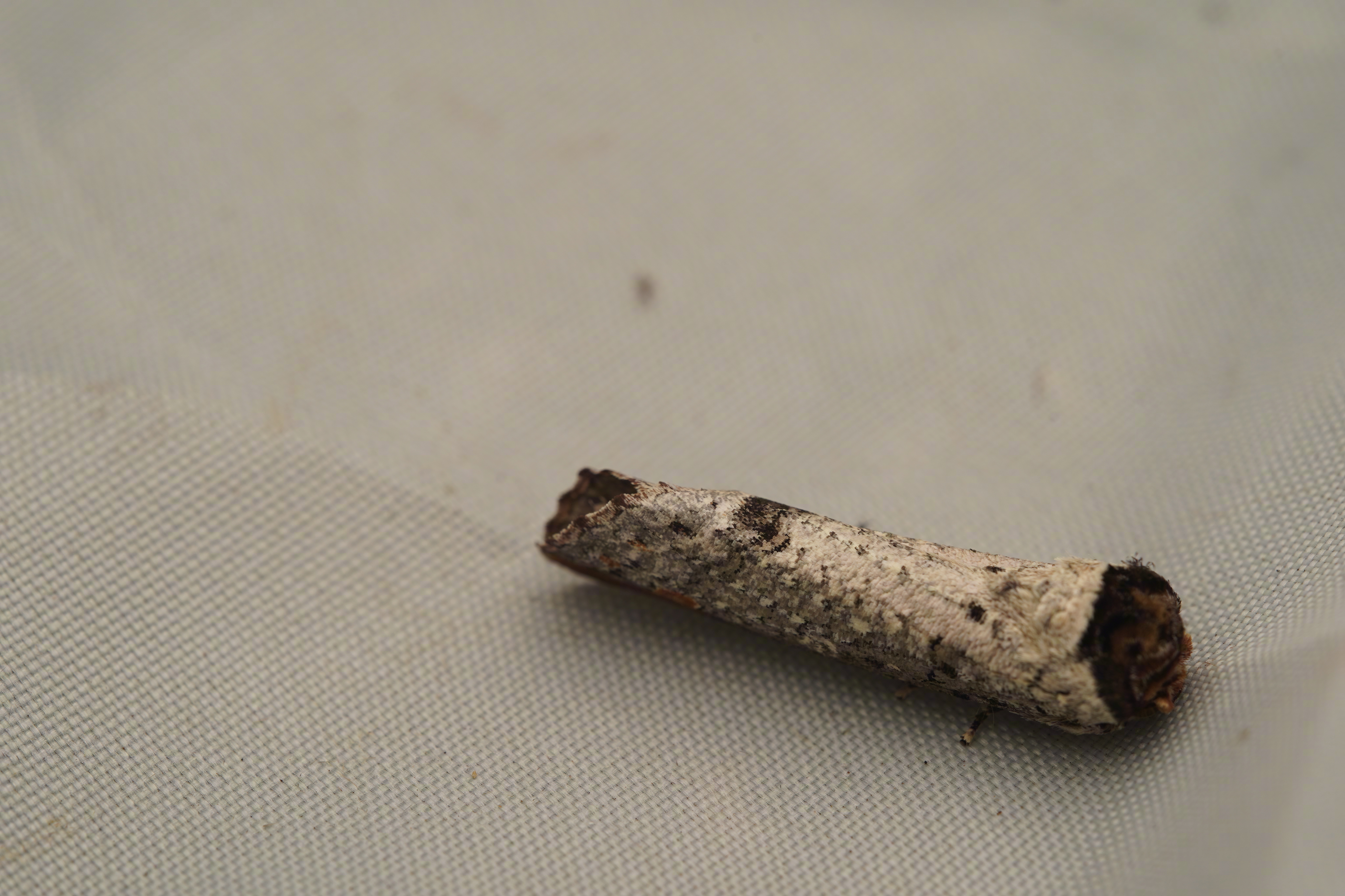 谁这么缺德往我灯诱帐篷上丢了个烟头？诶，烟头飞走了。某种舟蛾。广州小区生物图鉴