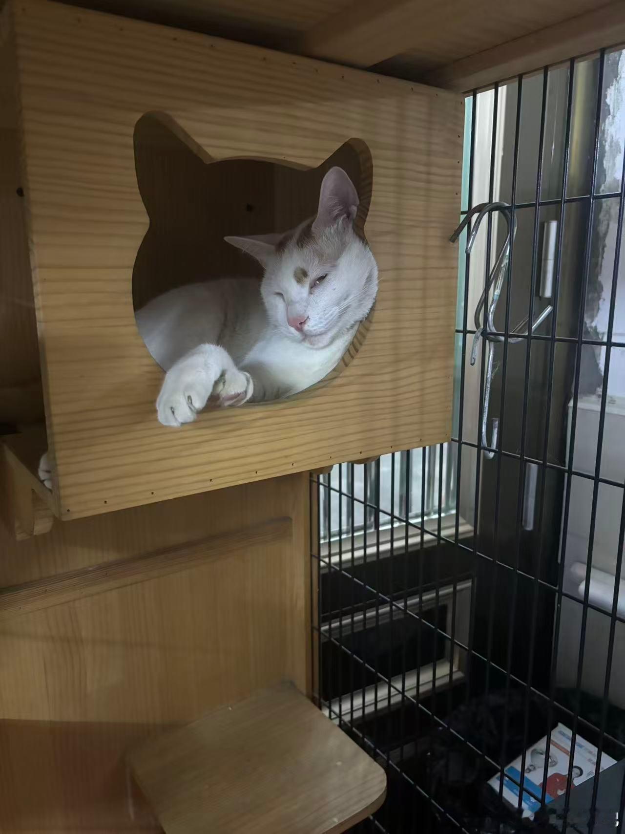 睡觉还翻白眼的猫笑死我了哈哈哈哈哈啥毛病啊这是 