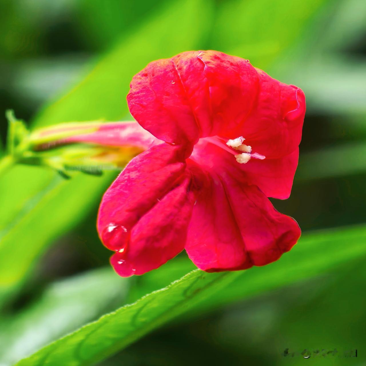 红花热烈，芭蕉青绿，黄花明媚，一树红苞点缀其间。
放慢脚步，才能发现藏在小区里的