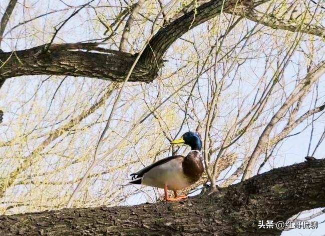 张雪峰本不熟悉，但他的确太有名了，所以知道，既然他那么有名，我想价值不言而喻，年