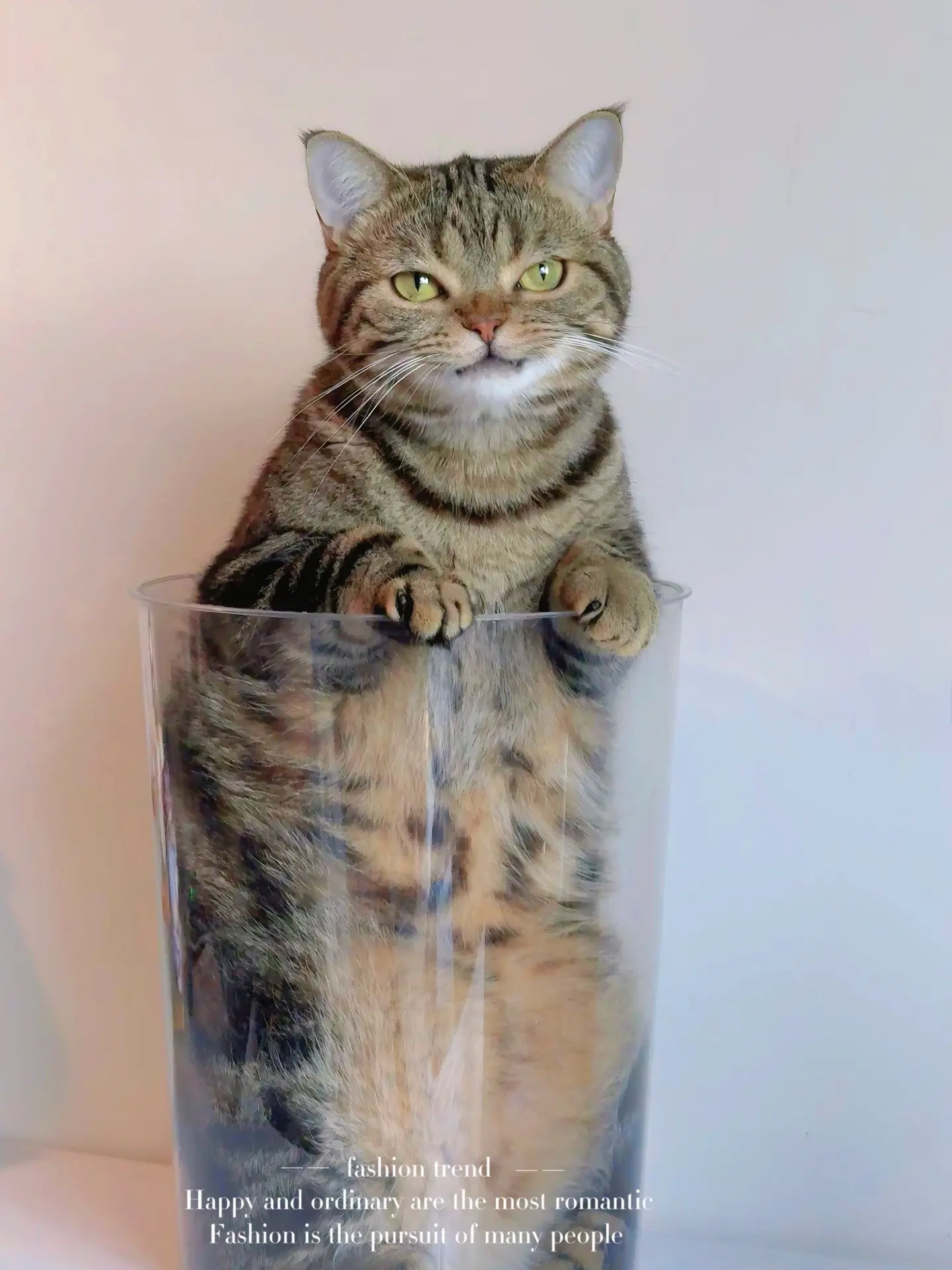 我的小猫玩具终于到了！看起来有点呆呆的，又有点桀骜不驯！